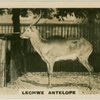 Lechwe Antelope.