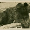 Brown Bear.