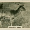 Fallow Deer.