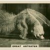 Great Anteater.