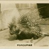 Porcupine.