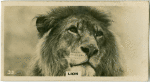 Lion.