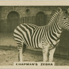 Chapman's Zebra.