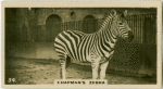 Chapman's Zebra.