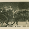 Llama in Cart.