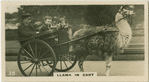 Llama in Cart.