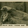 Polar Bear "Young Sam".
