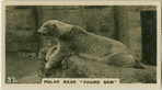 Polar Bear "Young Sam".