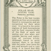 Polar Bear "Young Sam".