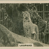 Leopard.