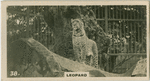 Leopard.