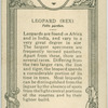 Leopard.