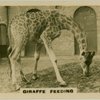 Giraffe Feeding.
