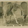Giraffe Feeding.
