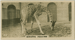 Giraffe Feeding.