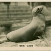Sea Lion.