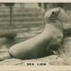 Sea Lion.