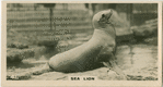 Sea Lion.