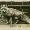 Desert Fox.
