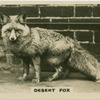 Desert Fox.