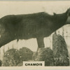 Chamois.