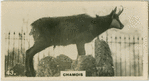 Chamois.