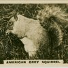 American Grey Squirrel.