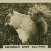 American Grey Squirrel.