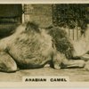 Arabian Camel.