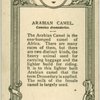 Arabian Camel.