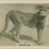 Cheetah.