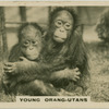 Young Orang-Utans.