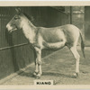 Kiang.