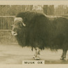 Musk Ox.