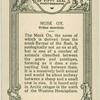 Musk Ox.