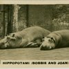 Hippos " Bobbie and Joan".