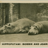 Hippos " Bobbie and Joan".