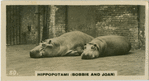 Hippos " Bobbie and Joan".
