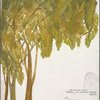 For color only: trees for school house scene