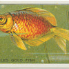 Fan-Tailed Gold Fish.
