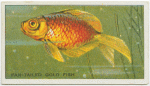 Fan-Tailed Gold Fish.