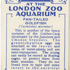 Fan-Tailed Gold Fish.