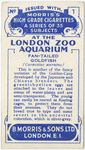 Fan-Tailed Gold Fish.