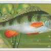 Perch.