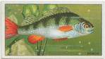 Perch.