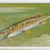 Pike.