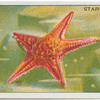 Star-Fish.