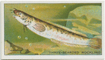Three-Bearded Rockling.