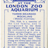 Three-Bearded Rockling.