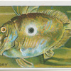 John Dory.